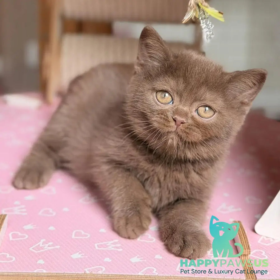 Sebastian British Shorthair male chocolate - live animals