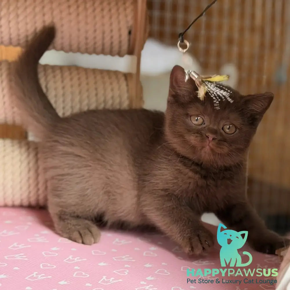 Sebastian British Shorthair male chocolate - live animals