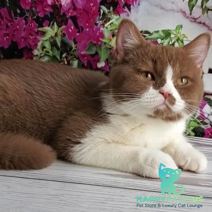 Sebastian British Shorthair male cinnamon bicolour - live animals