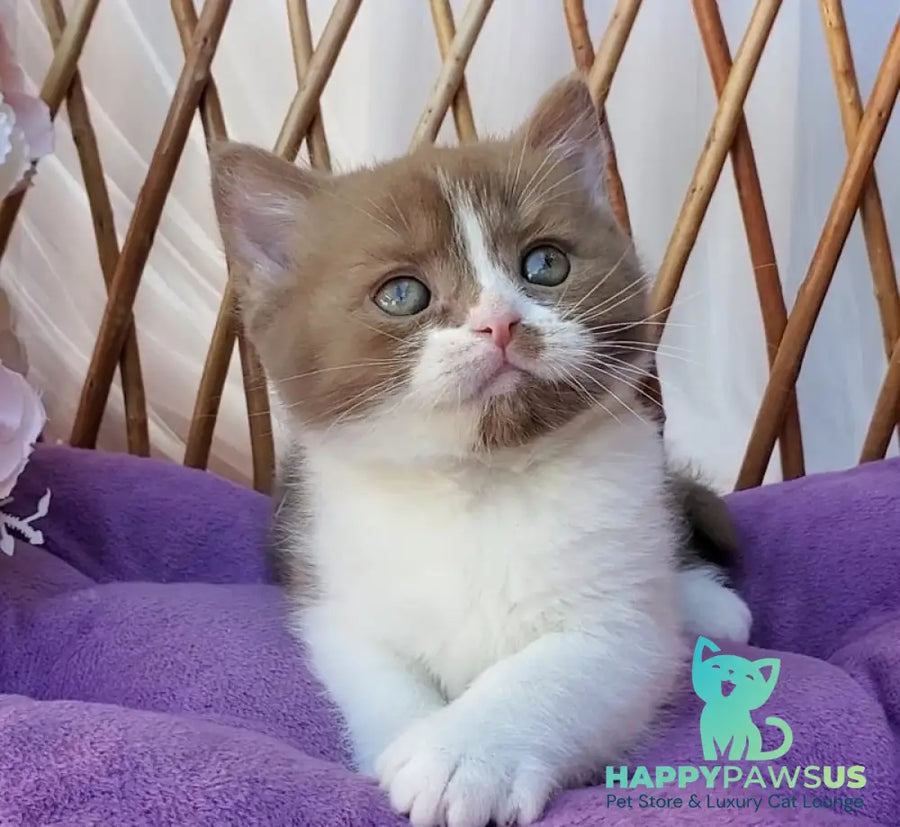 Sebastian British Shorthair male cinnamon bicolour - live animals