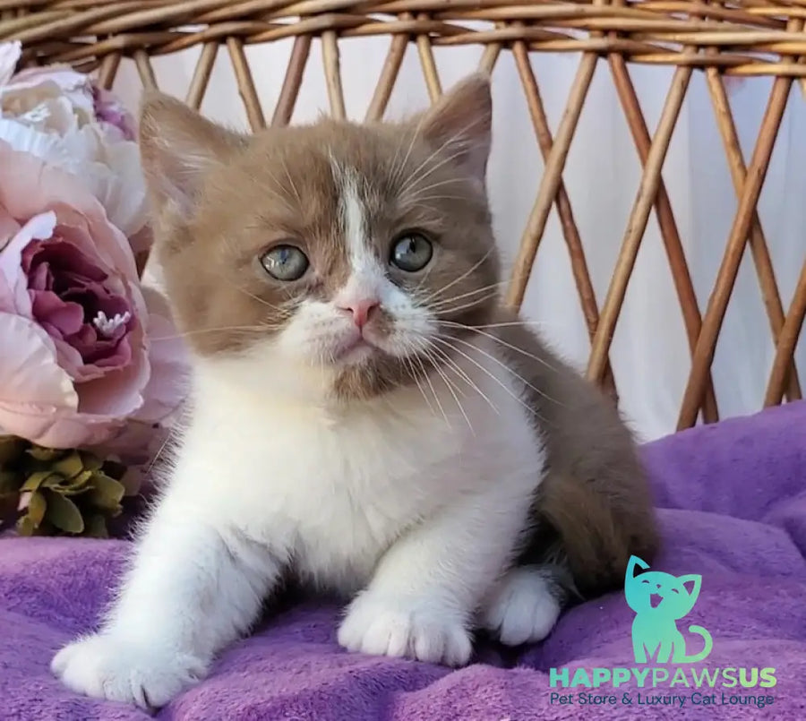 Sebastian British Shorthair male cinnamon bicolour - live animals