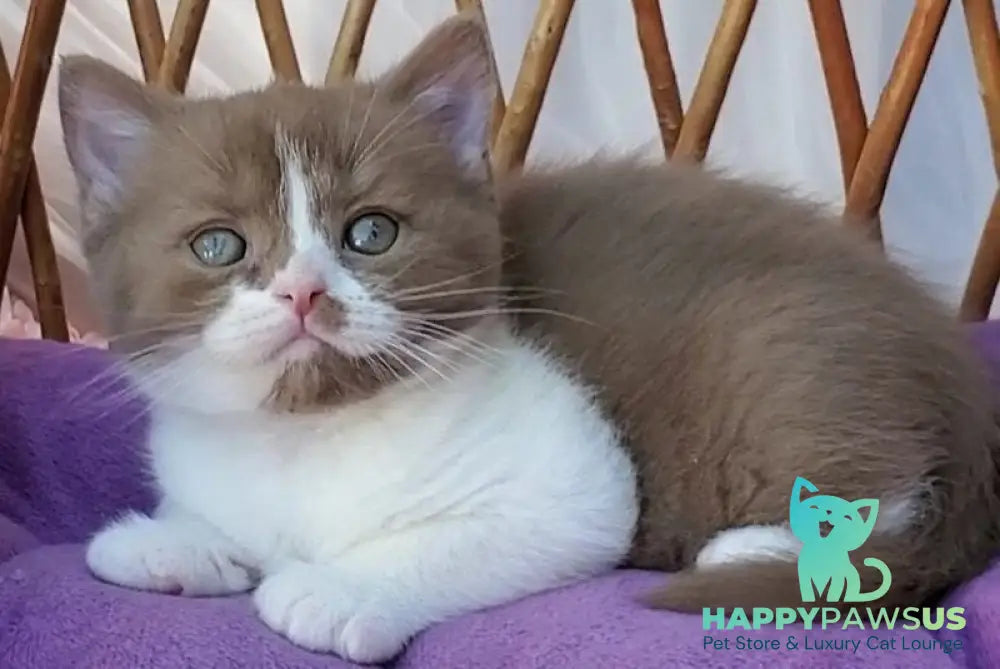 Sebastian British Shorthair male cinnamon bicolour - live animals