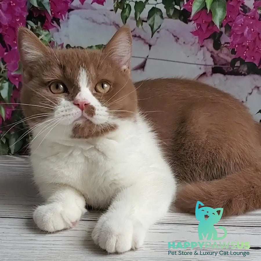 Sebastian British Shorthair male cinnamon bicolour - live animals