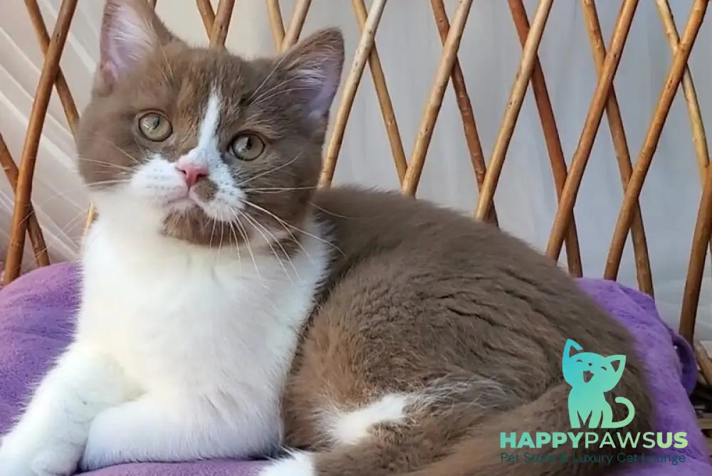 Sebastian British Shorthair male cinnamon bicolour - live animals