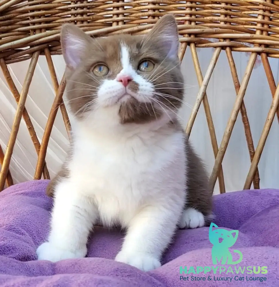 Sebastian British Shorthair male cinnamon bicolour - live animals