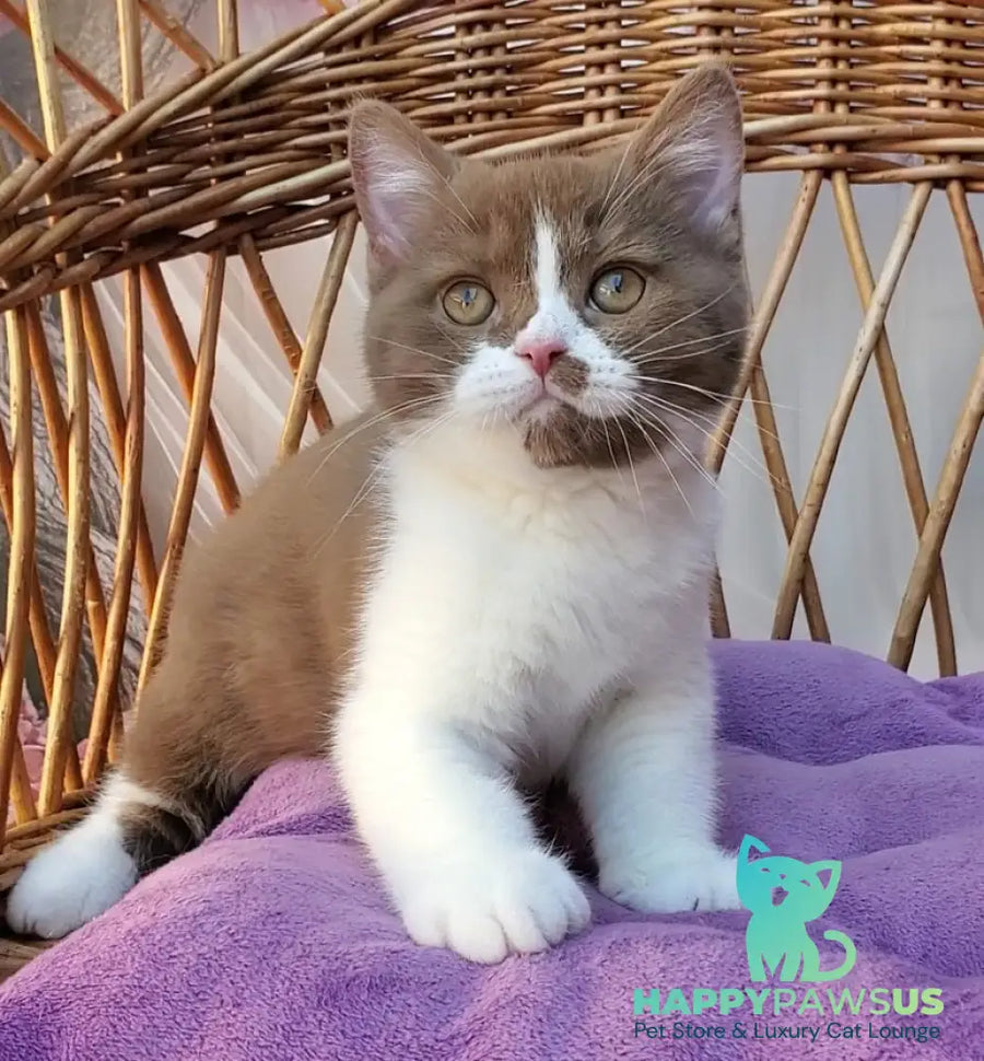 Sebastian British Shorthair male cinnamon bicolour - live animals