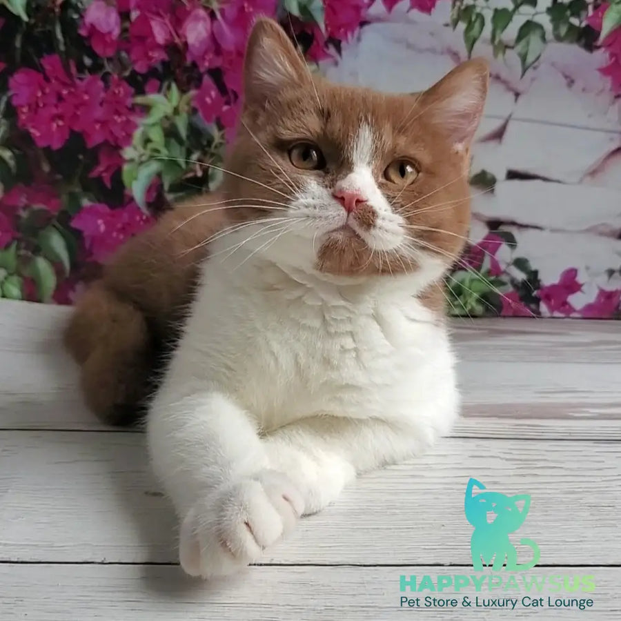 Sebastian British Shorthair male cinnamon bicolour - live animals