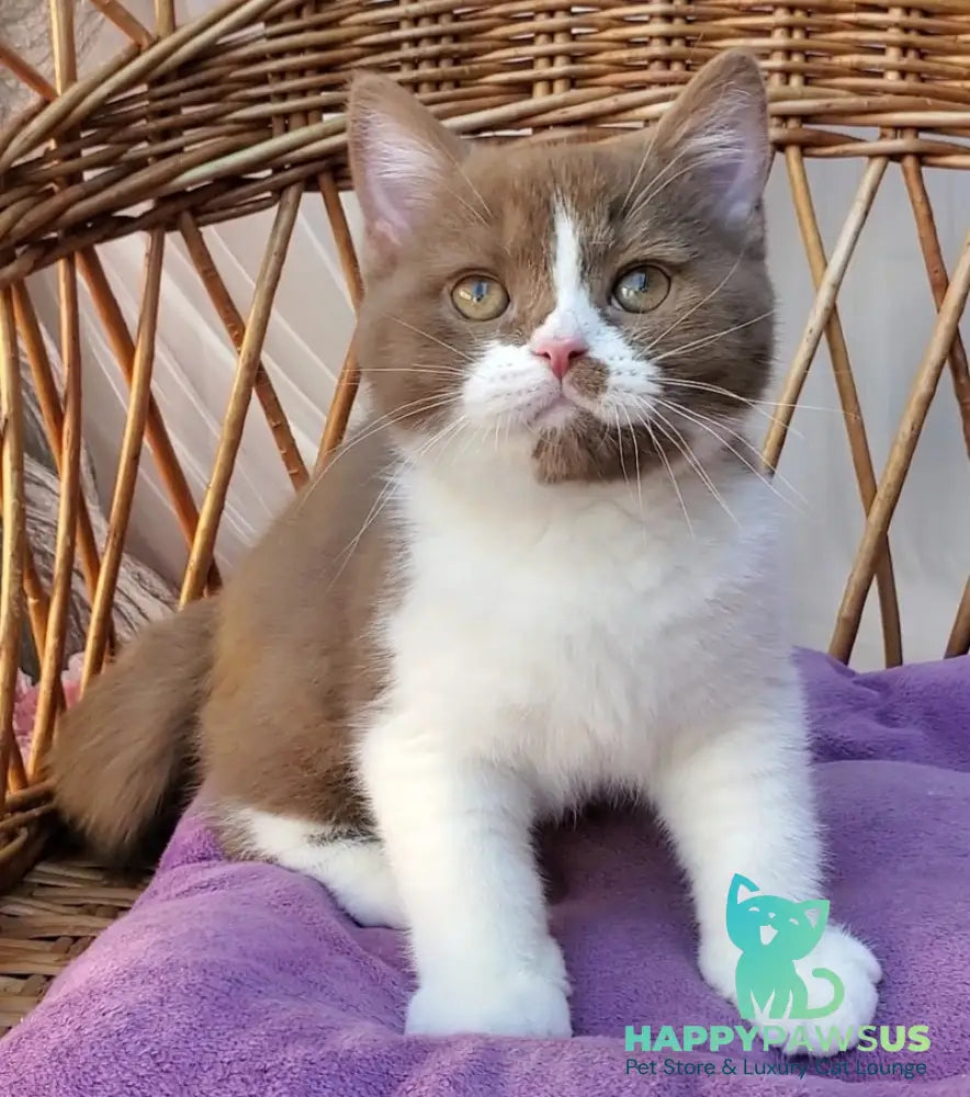 Sebastian British Shorthair male cinnamon bicolour - live animals