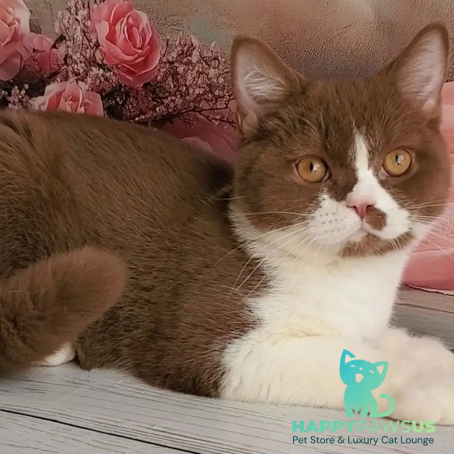 Sebastian British Shorthair male cinnamon bicolour - live animals