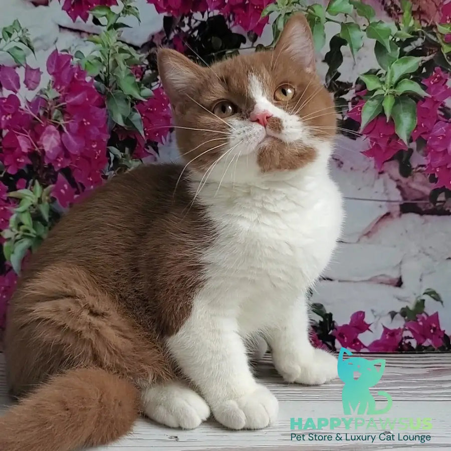 Sebastian British Shorthair male cinnamon bicolour - live animals