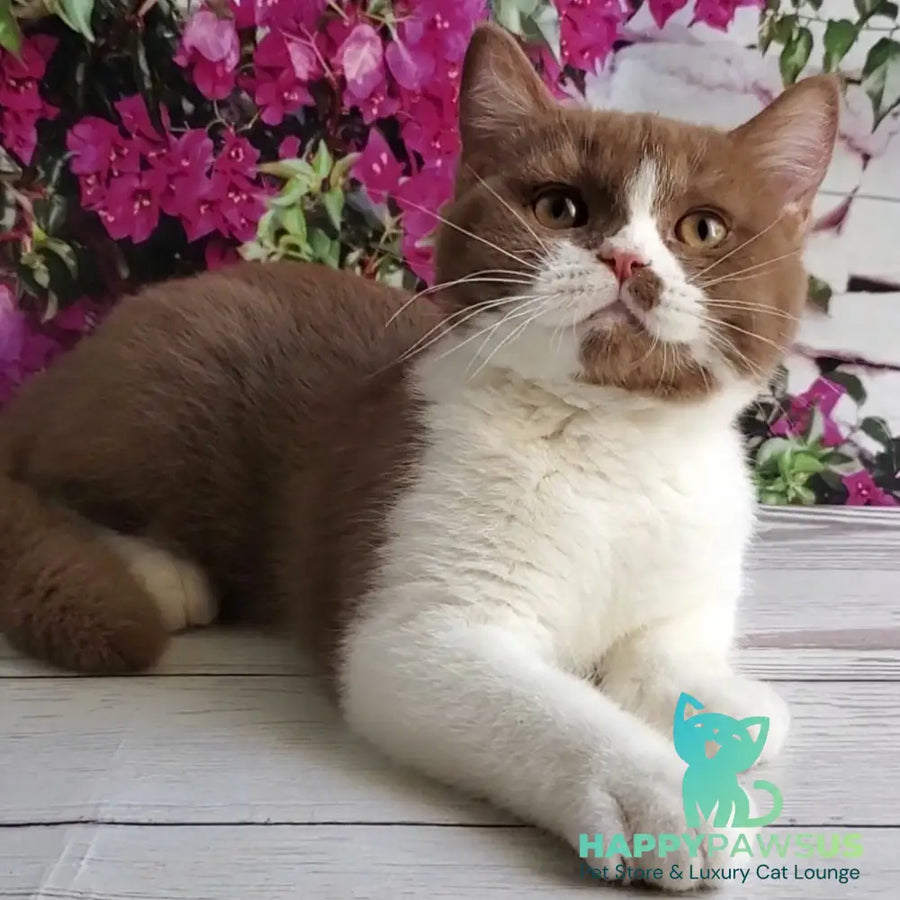Sebastian British Shorthair male cinnamon bicolour - live animals