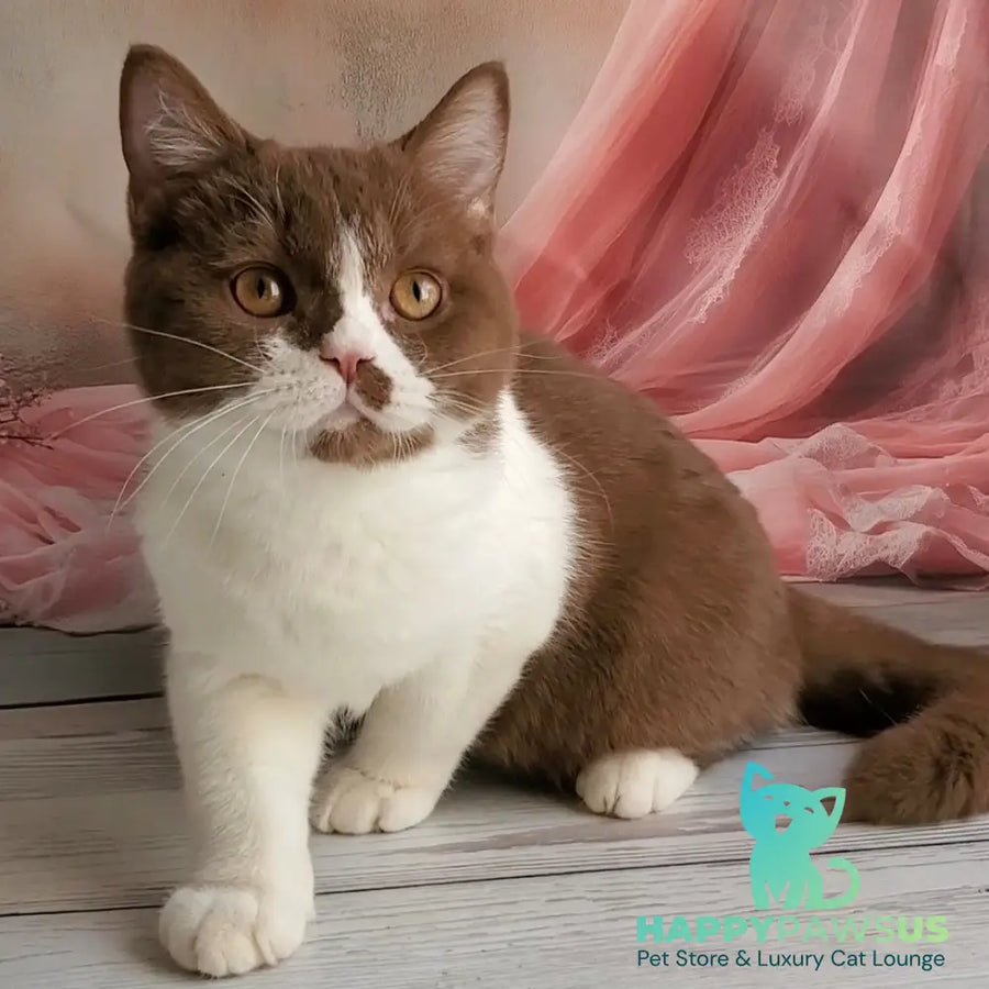 Sebastian British Shorthair male cinnamon bicolour - live animals