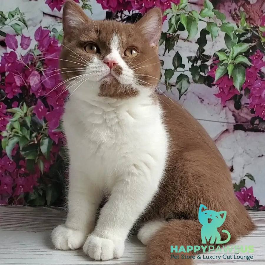 Sebastian British Shorthair male cinnamon bicolour - live animals
