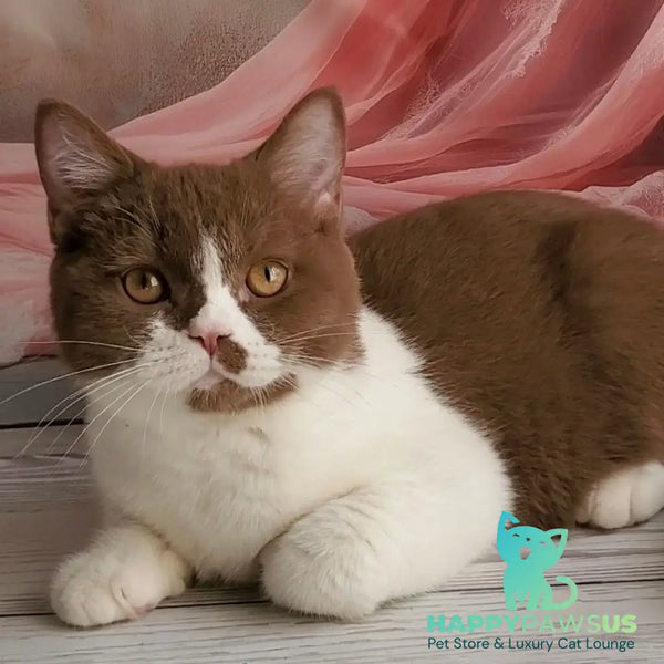 Sebastian British Shorthair male cinnamon bicolour - live animals