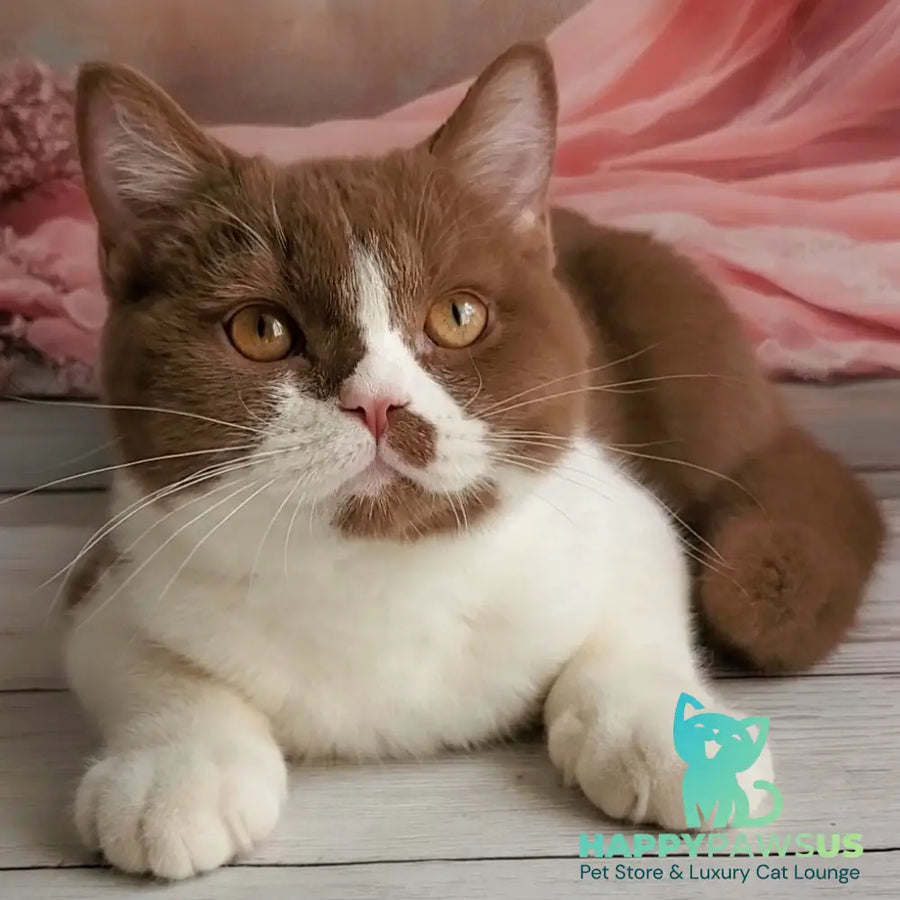 Sebastian British Shorthair male cinnamon bicolour - live animals