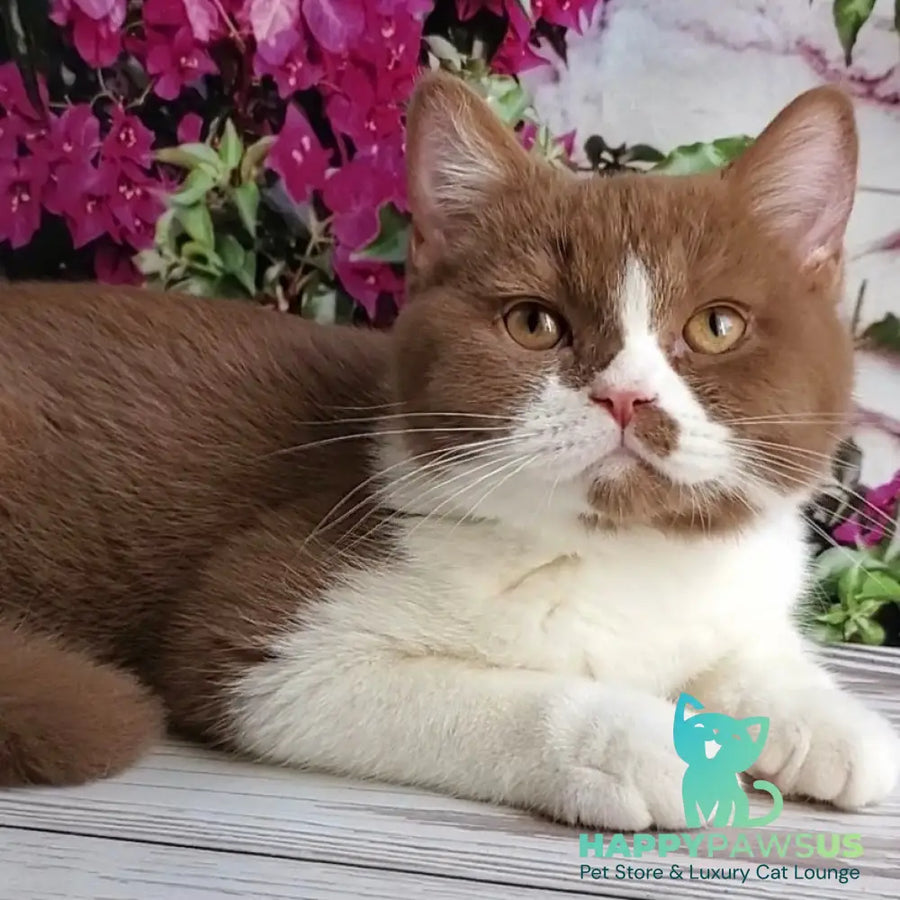 Sebastian British Shorthair male cinnamon bicolour - live animals