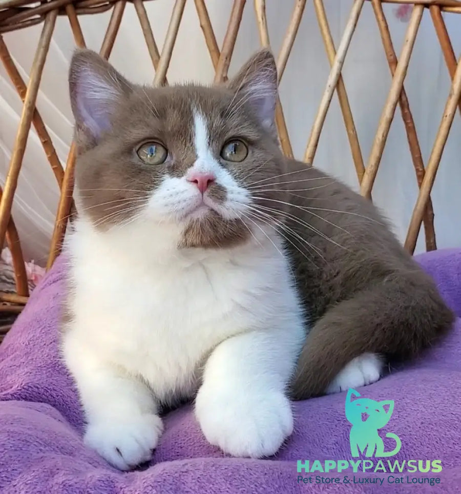 Sebastian British Shorthair male cinnamon bicolour - live animals