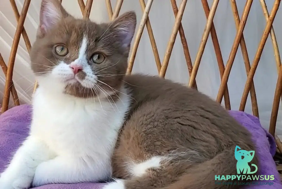 Sebastian British Shorthair male cinnamon bicolour - live animals