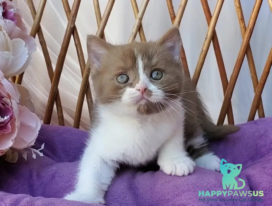 Sebastian British Shorthair male cinnamon bicolour - live animals