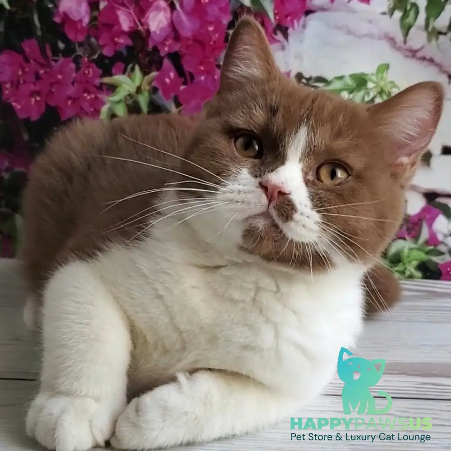 Sebastian British Shorthair male cinnamon bicolour - live animals