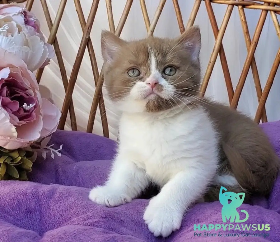 Sebastian British Shorthair male cinnamon bicolour - live animals
