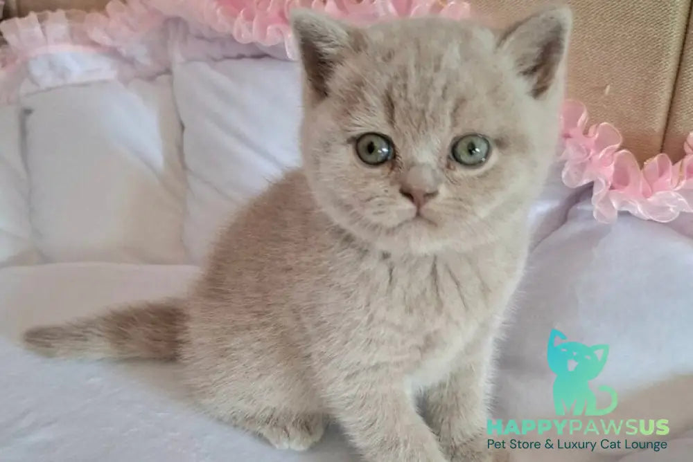Sebastian British Shorthair male lilac - live animals