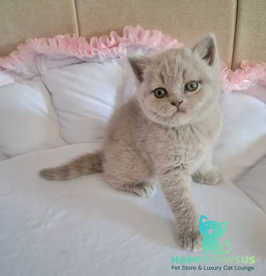 Sebastian British Shorthair male lilac - live animals