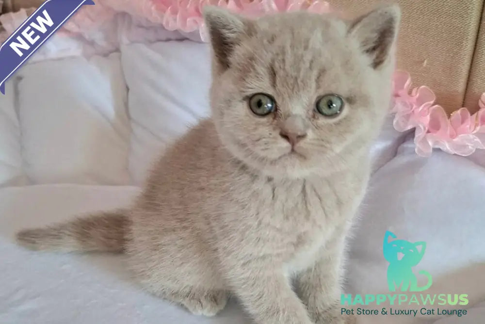 Sebastian British Shorthair male lilac - live animals