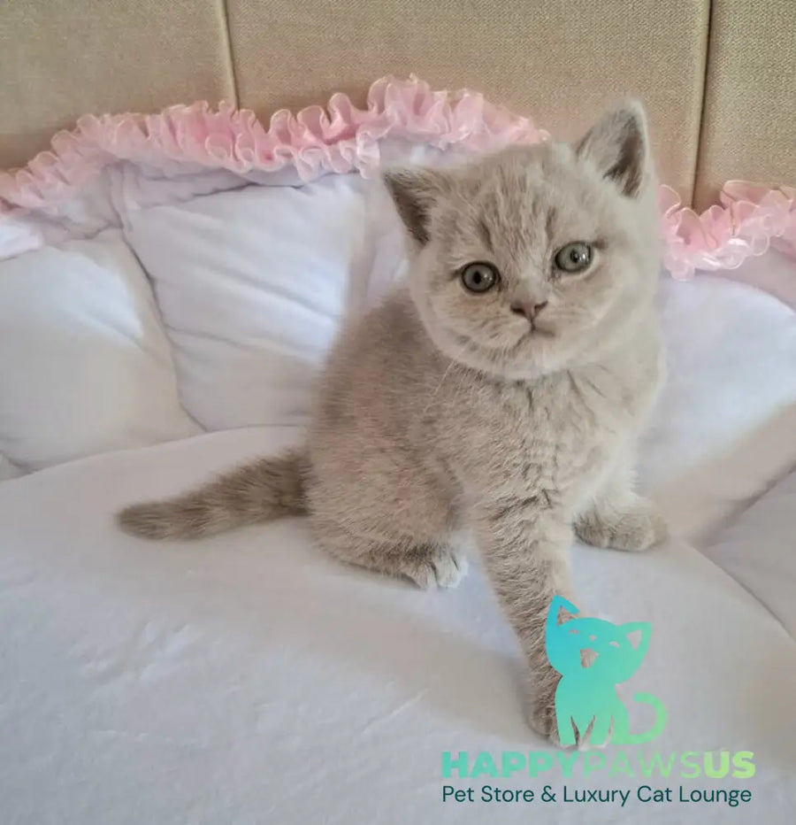 Sebastian British Shorthair male lilac - live animals