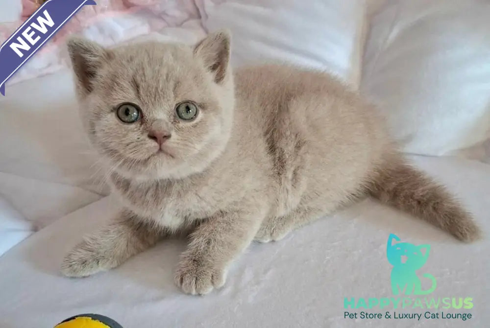 Sebastian British Shorthair male lilac - live animals