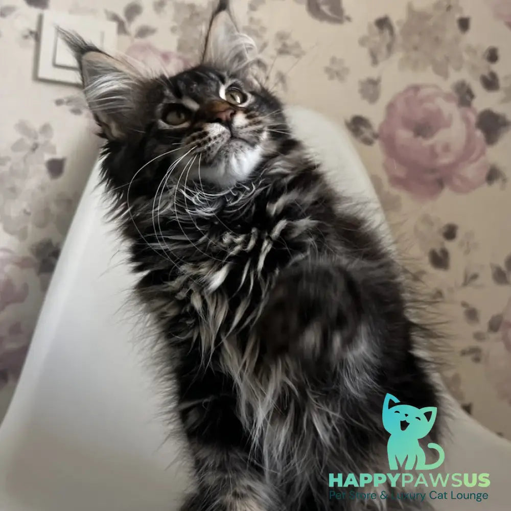 Sebastian Maine Coon male black tabby - live animals