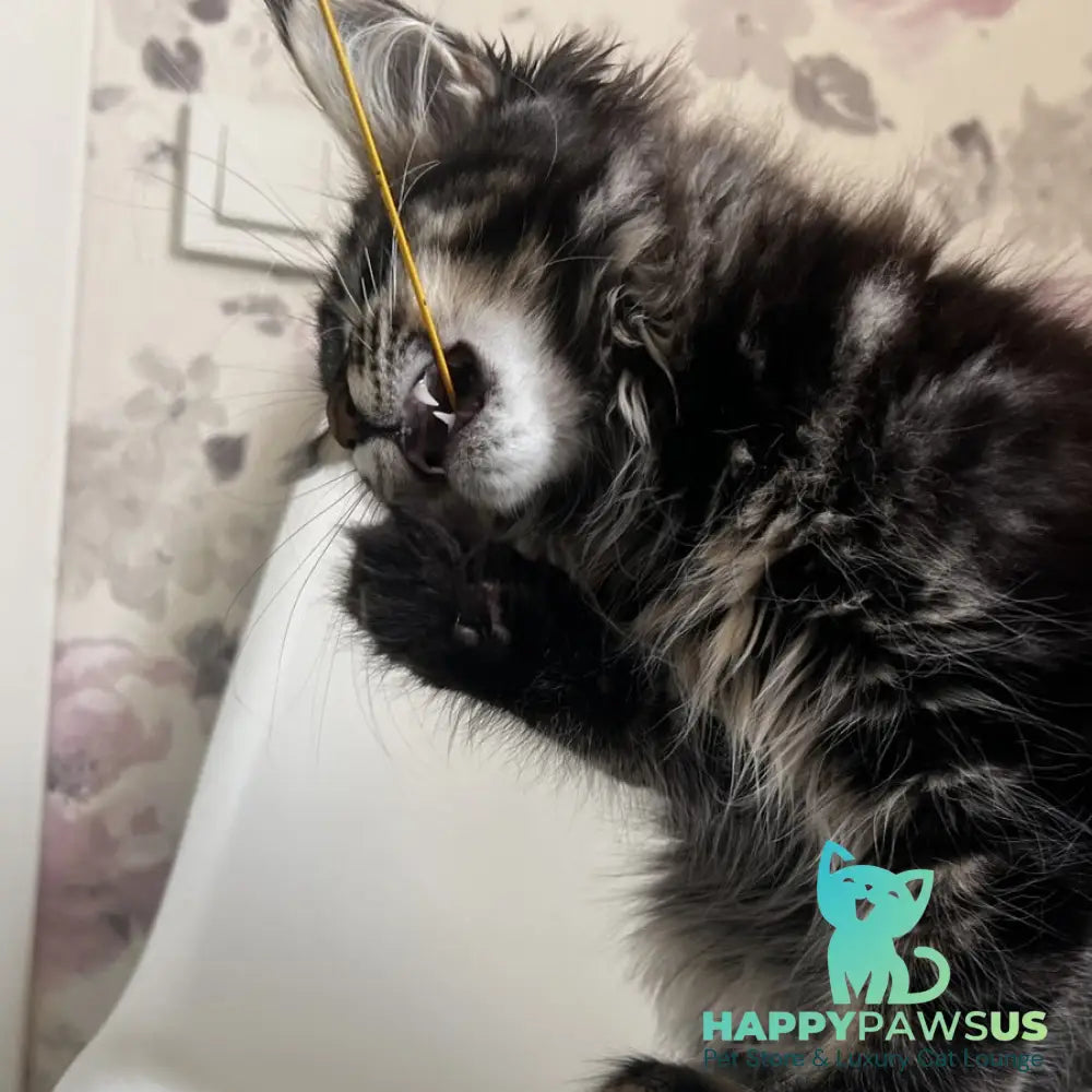 Sebastian Maine Coon male black tabby - live animals