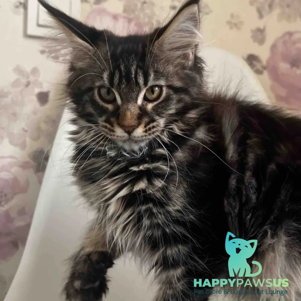 Sebastian Maine Coon male black tabby - live animals