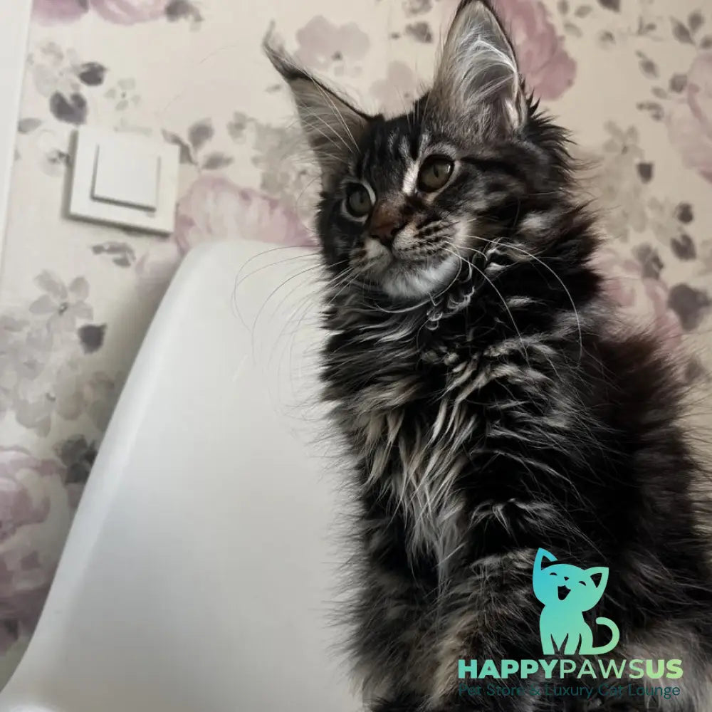 Sebastian Maine Coon male black tabby - live animals