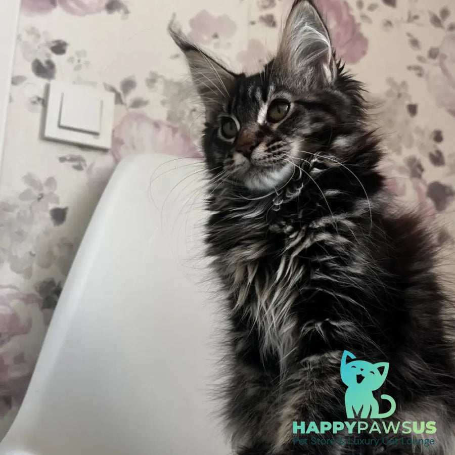 Sebastian Maine Coon male black tabby - live animals