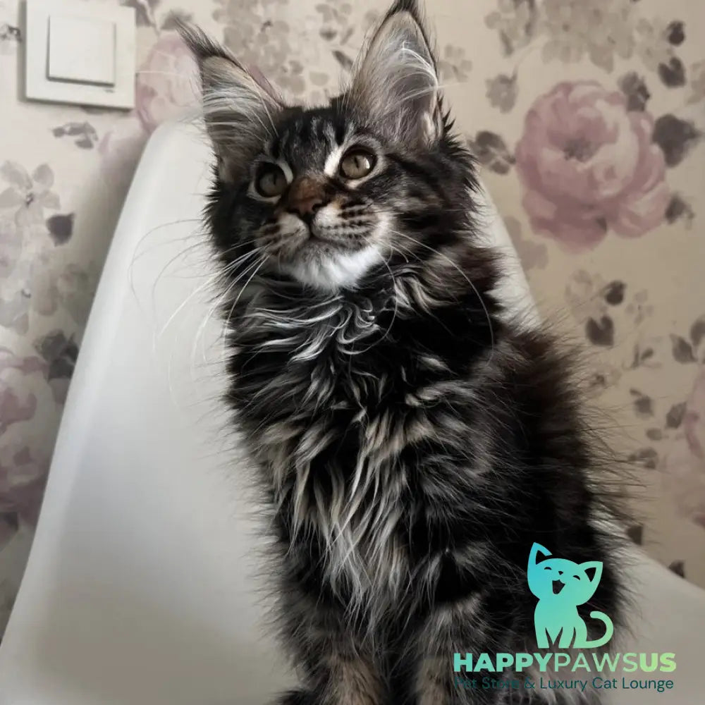 Sebastian Maine Coon male black tabby - live animals