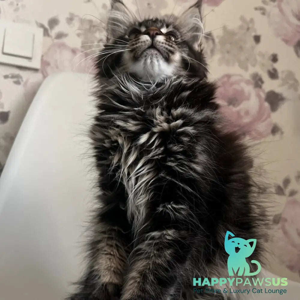 Sebastian Maine Coon male black tabby - live animals
