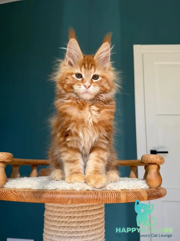 Sebastian Maine Coon male red tabby - live animals