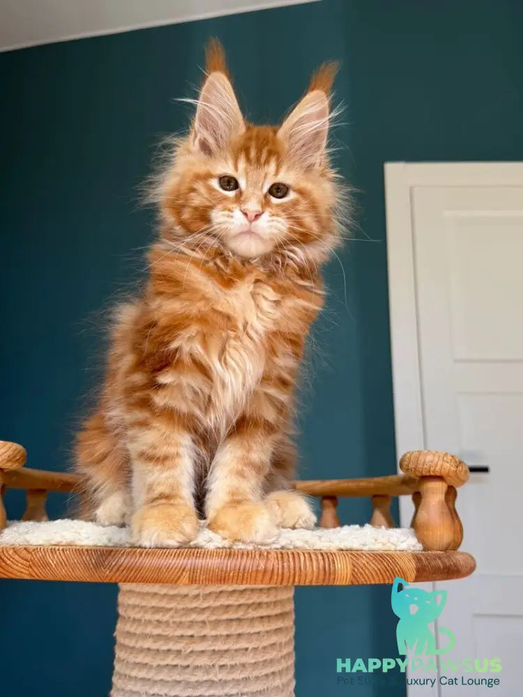 Sebastian Maine Coon male red tabby - live animals