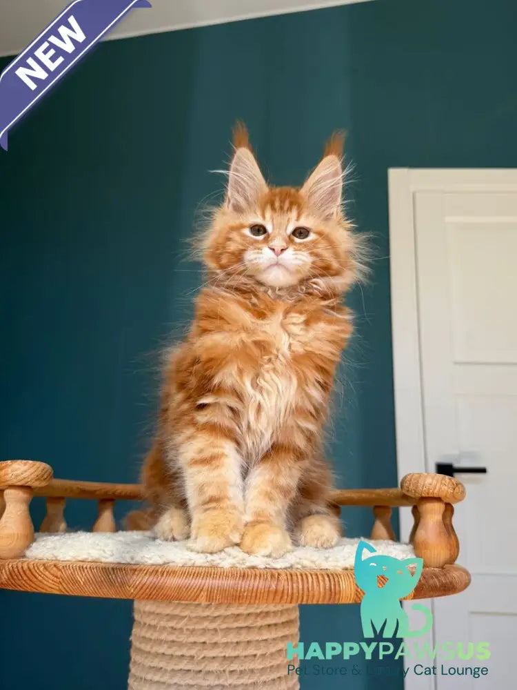 Sebastian Maine Coon male red tabby - live animals