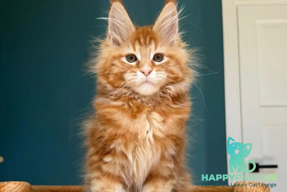 Sebastian Maine Coon male red tabby - live animals