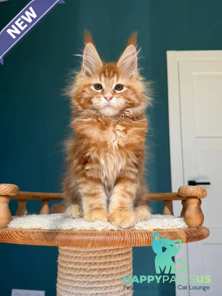 Sebastian Maine Coon male red tabby - live animals