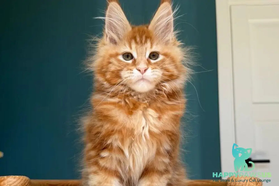 Sebastian Maine Coon male red tabby - live animals