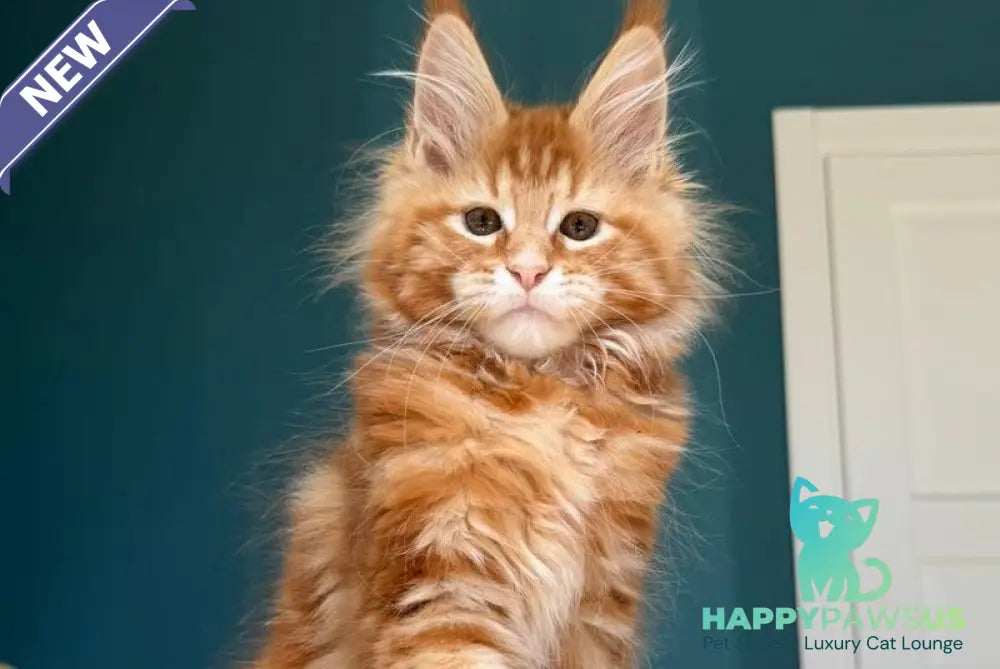 Sebastian Maine Coon male red tabby - live animals
