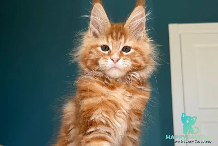 Sebastian Maine Coon male red tabby - live animals