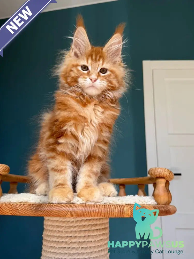 Sebastian Maine Coon male red tabby - live animals