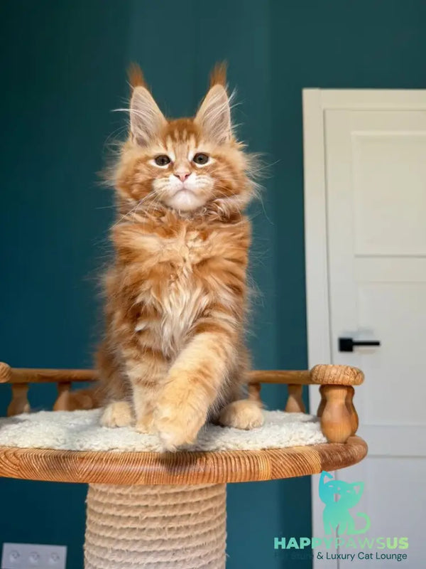 Sebastian Maine Coon male red tabby - live animals