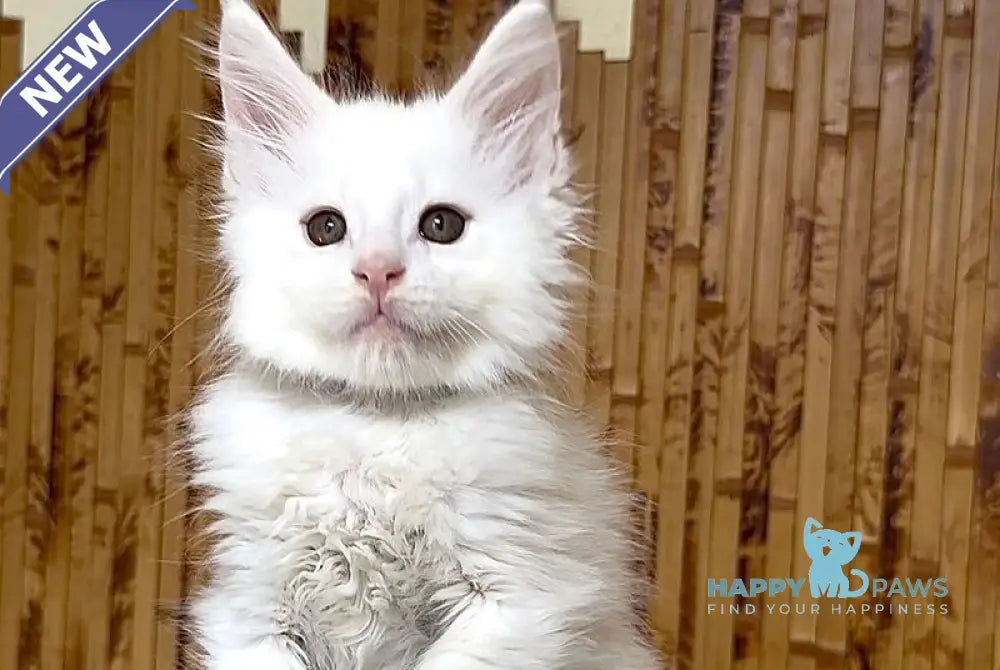 Sebastian Maine Coon polydactyl male white live animals