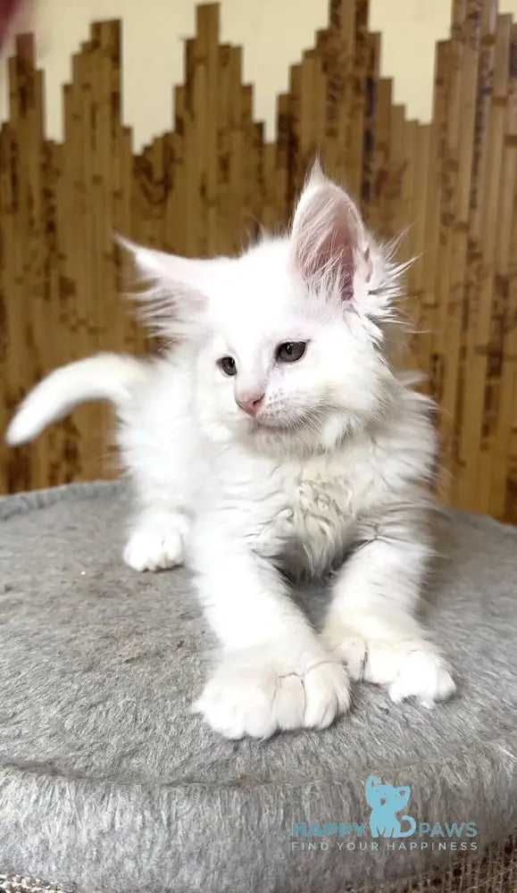 Sebastian Maine Coon polydactyl male white live animals