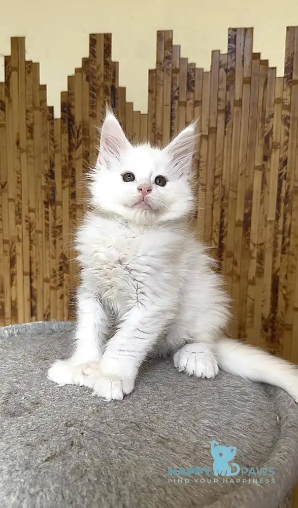 Sebastian Maine Coon polydactyl male white live animals